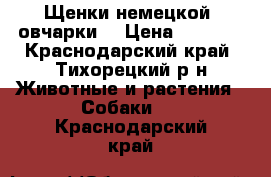 Щенки немецкой  овчарки  › Цена ­ 3 000 - Краснодарский край, Тихорецкий р-н Животные и растения » Собаки   . Краснодарский край